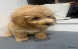 Coton De Tulear dogs for sale: Cotonoodle - Image 22