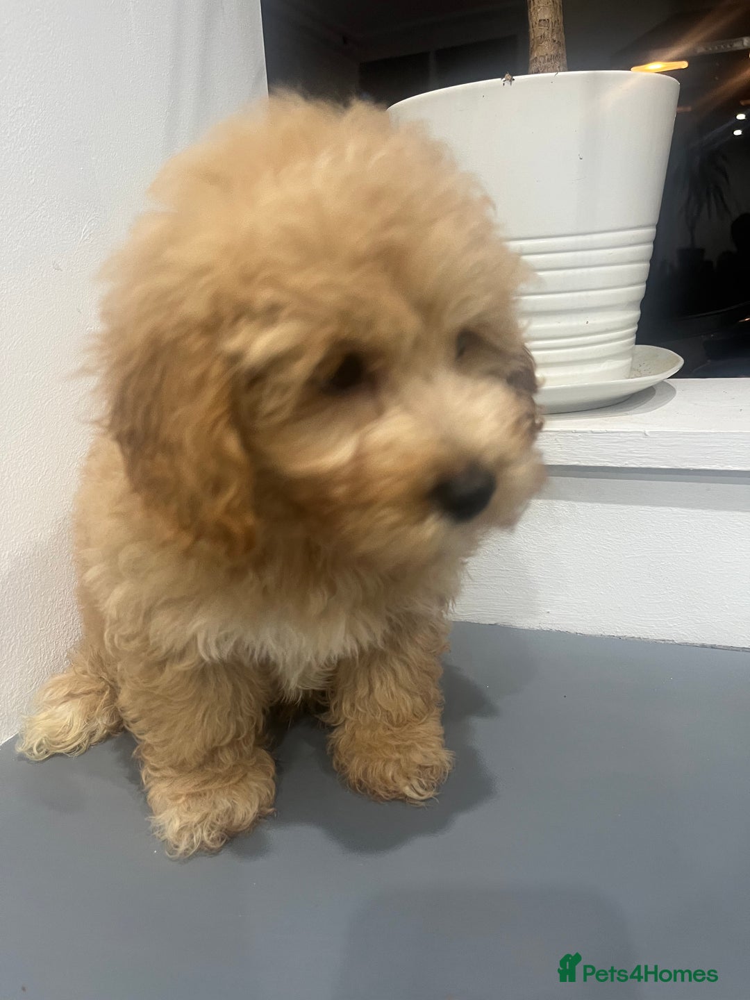 Coton De Tulear dogs for sale: Cotonoodle - Image 22