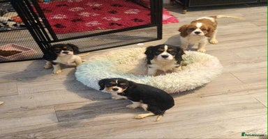 Cavalier King Charles Spaniel dogs - Advert 2