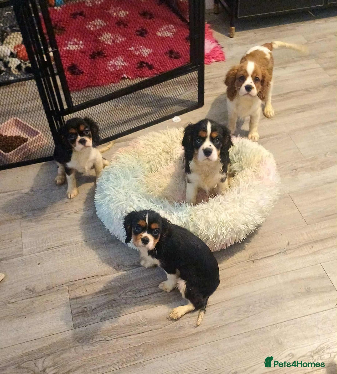 Cavalier King Charles Spaniel dogs for sale: Beautiful quality kc registered cavalier puppies  - Image 9