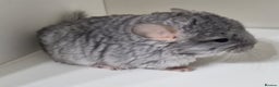 Chinchilla rodents for sale: Sapphire Velvet RPAC (Male) Chinchilla kit - Advert 2
