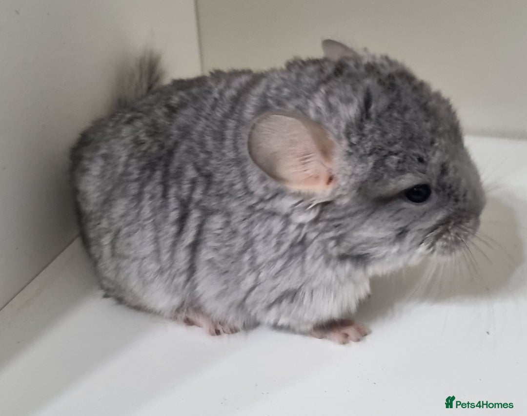 Chinchilla rodents for sale: Sapphire Velvet RPAC (Male) Chinchilla kit - Advert 2