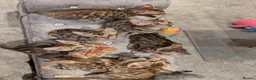 Bengal cats for sale: 🔥✨Pedigree TICA-Registered Bengals - Advert 37