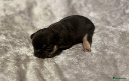 French Bulldog dogs for sale: MERLE FRENCH BULLDOG PUPPIES 🐾  - Image 13