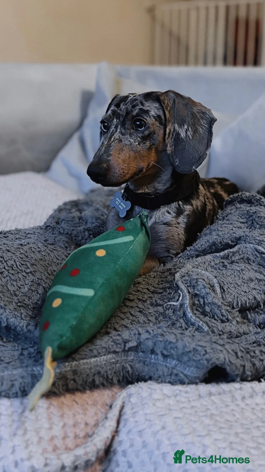 Dachshund dogs for sale: Beautiful reggie - Advert 7