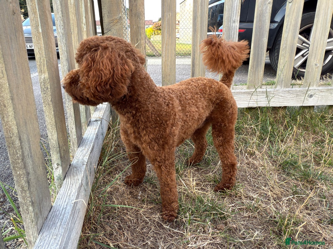 Miniature Poodle dogs for sale: Miniature/toy poodle 1 year old boy (Otis)  - Image 3