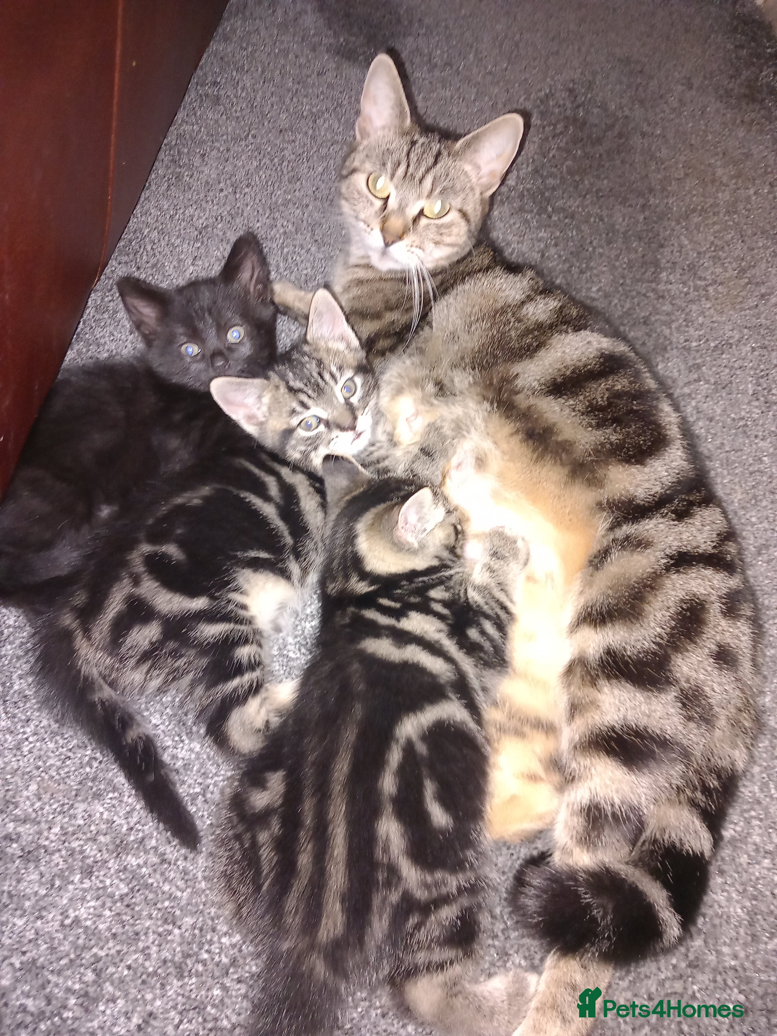 British Shorthair cats 3 Chunky Beautiful Cheeky Kittens - Advert 1