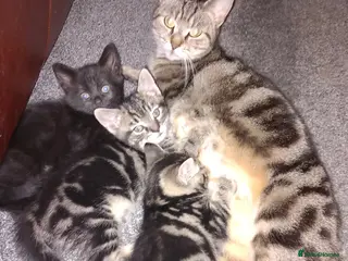 British Shorthair cats 3 Chunky Beautiful Cheeky Kittens - Advert 1