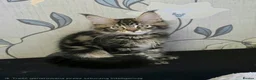Maine Coon cats for sale: Tested SMA,PK,HCM,boy and girls.Maine Coon Kittens - Advert 13