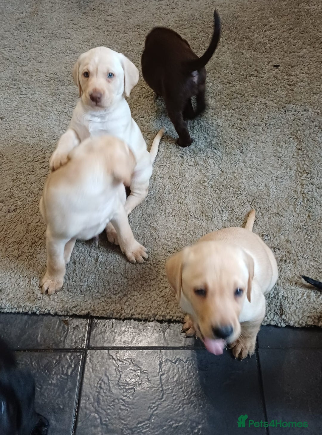 Labrador Retriever dogs for sale: PUPPIES 🐶 🐾  - Advert 5
