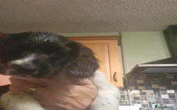 English Springer Spaniel dogs for sale: English springer spaniel pups  - Advert 22
