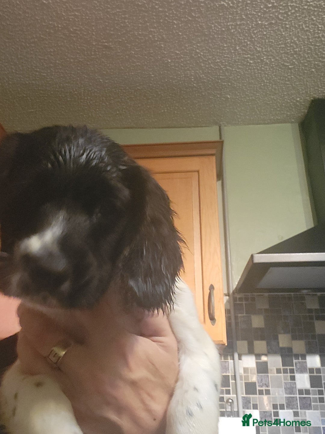 English Springer Spaniel dogs for sale: English springer spaniel pups  - Advert 22