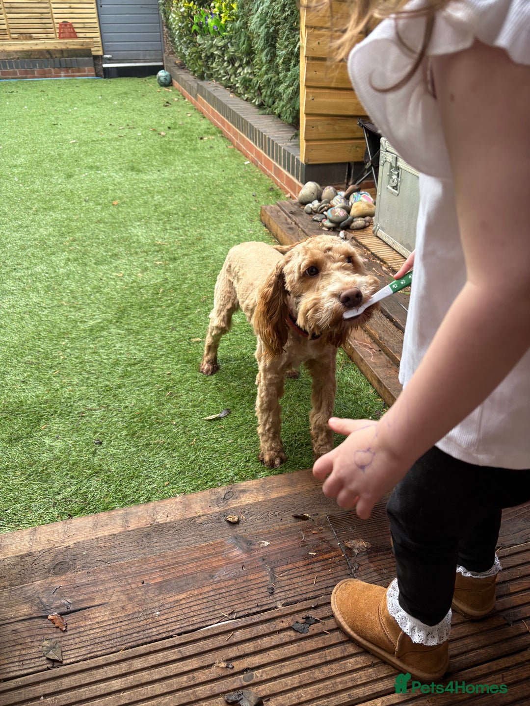 Cockapoo dogs for sale: Disco the Cockapoo - Advert 5