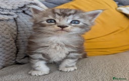 Maine Coon cats for sale: Gorgeous main coon x - Image 5
