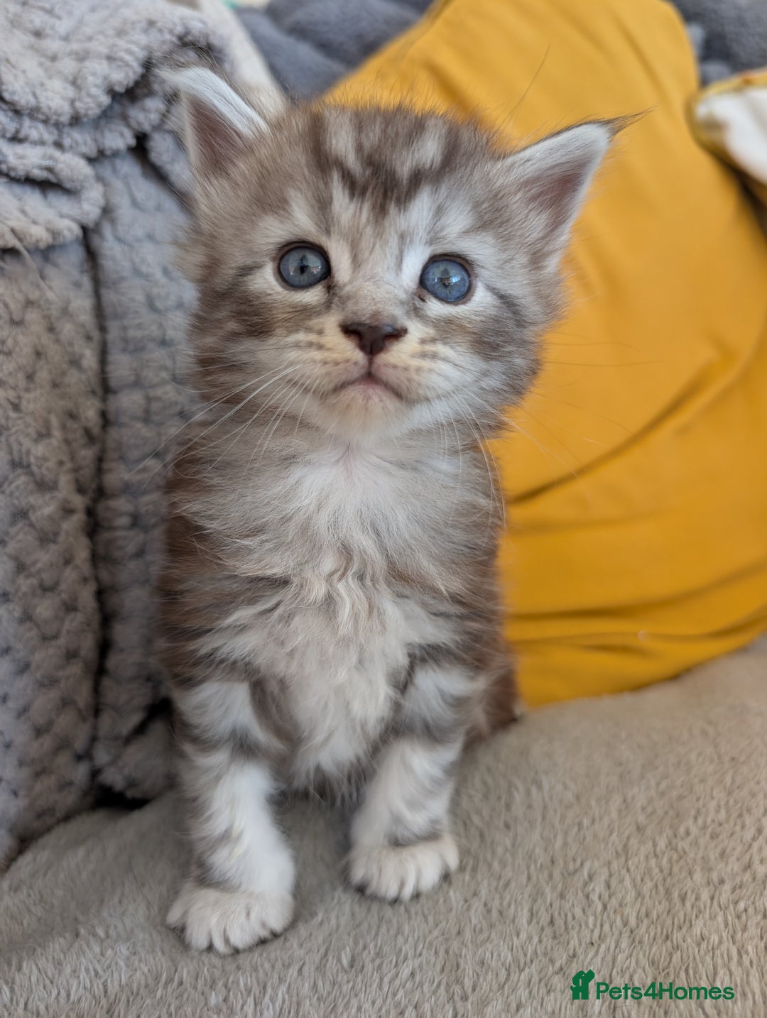 Maine Coon cats for sale: Gorgeous main coon x - Image 5