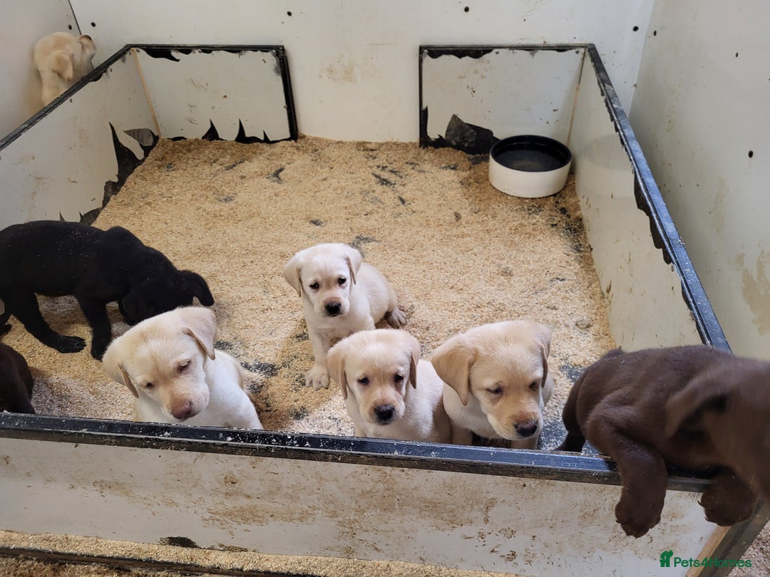 Labrador Retriever dogs for sale: Labrador puppies  - Image 4