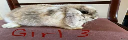 Mini Lop rabbits for sale: Beautiful Mini Lop Babies in Loughborough - Advert 22