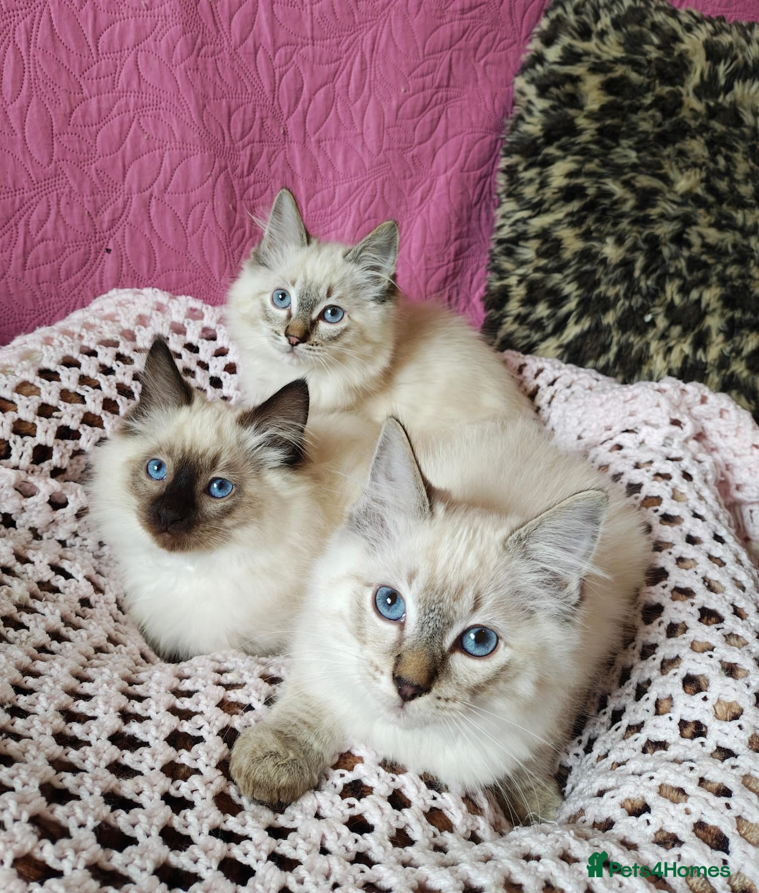 Ragdoll cats 💖Beautiful GCCF Registered Ragdoll Kittens. - Advert 1