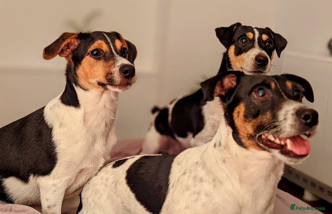 Jack Russell dogs for stud: Stunning Jack Russell for stud - Image 4