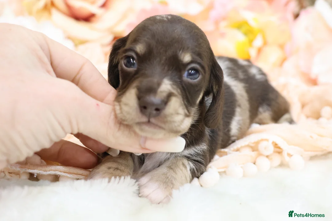 Miniature Dachshund dogs for sale: KC Miniature Dachshunds - Advert 2