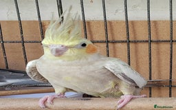Cockatiels birds for sale: Cockatiels and Kakariki - Image 4