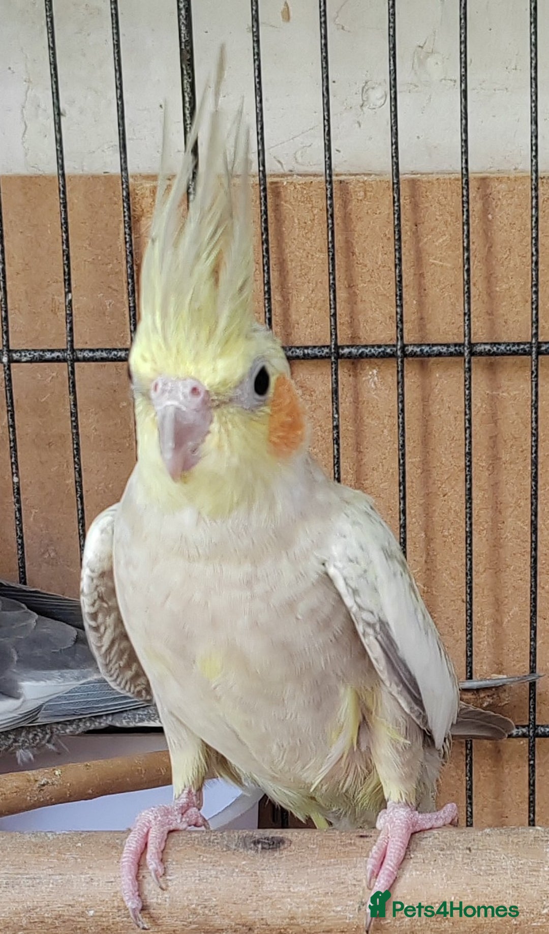 Cockatiels birds for sale: Cockatiels and Kakariki - Image 4