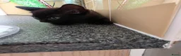 Mixed Breed cats for sale: Kittens looking for forever home in Stowmarket - Advert 21