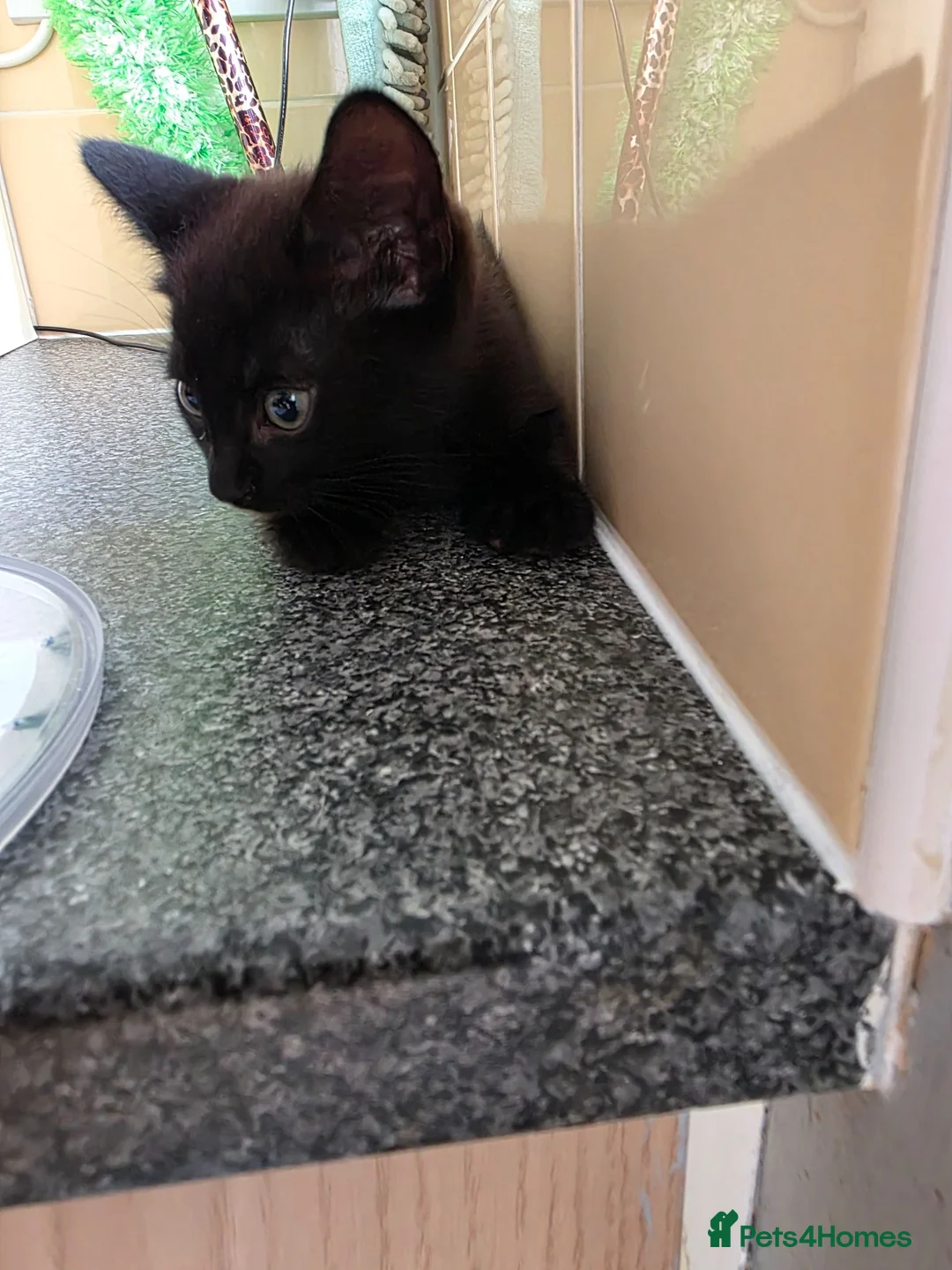 Mixed Breed cats for sale: Kittens looking for forever home in Stowmarket - Advert 21