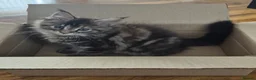 Maine Coon cats for sale: Stunning maine coon girl - Advert 12