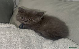 British Shorthair cats for sale: REDUCED!!! Stunning British Short Hair Kittens - Image 26