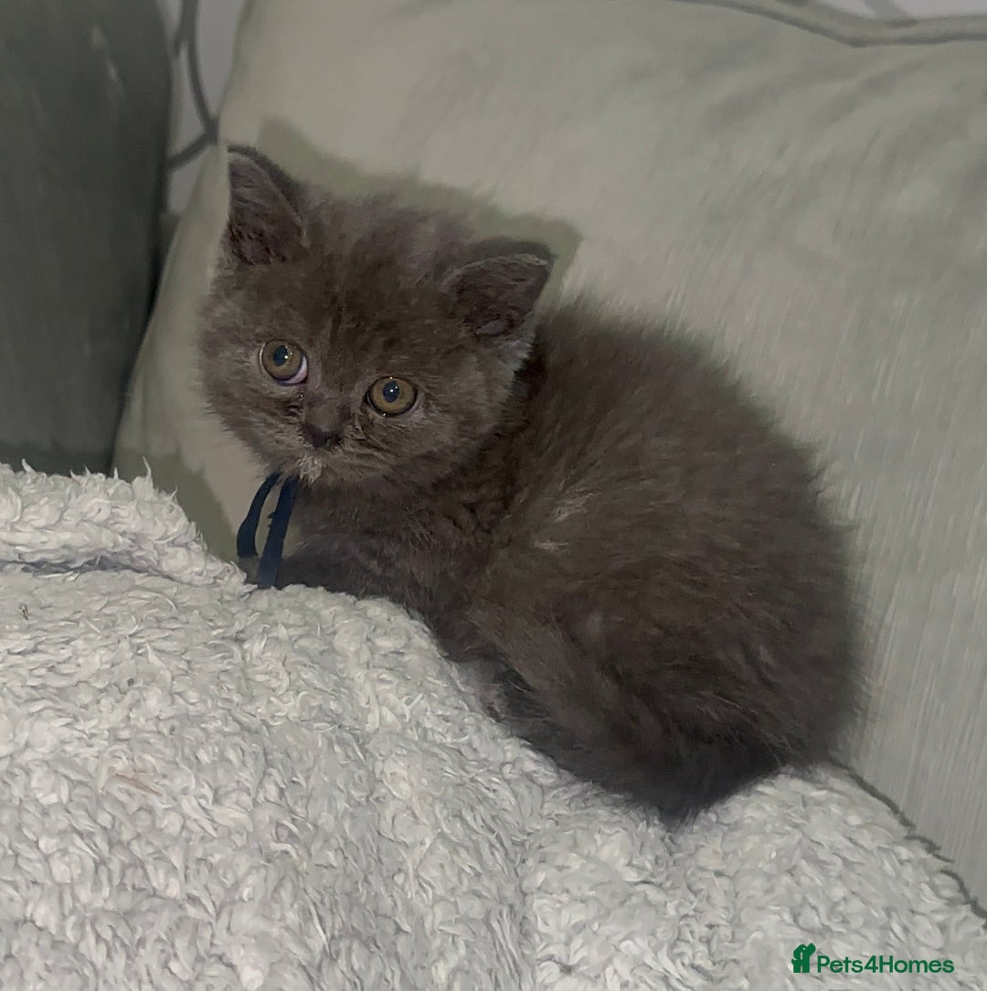 British Shorthair cats for sale: REDUCED!!! Stunning British Short Hair Kittens - Image 26