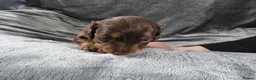 Miniature Dachshund dogs for sale: KC Miniature Dachshunds - Advert 15