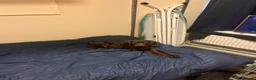 Mixed Breed dogs for sale: 3 months GSPxVIZLA sadly rehoming  in Thirsk - Advert 7