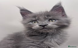 Maine Coon cats for sale: Stunning Maine Coon Kittens  - Image 4