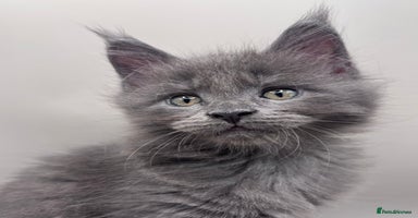 Maine Coon cats - Advert 13