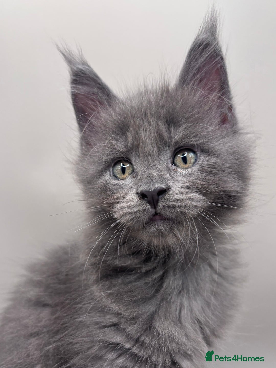 Maine Coon cats for sale: Stunning Maine Coon Kittens  - Image 4