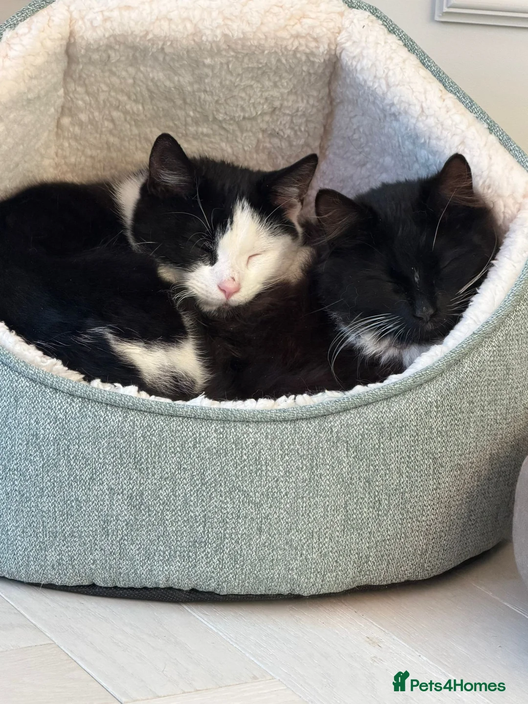 Domestic Shorthair cats for adoption: Adorable Kittens - Adopt Cats in Crisis East Ldn - Advert 1