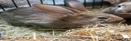 New Zealand rabbits for sale: New Zealand babies  - Advert 6