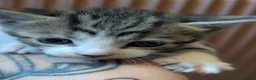 Domestic Shorthair cats for sale: Fluffy Little Mischief Makers Looking for Homes - Advert 5
