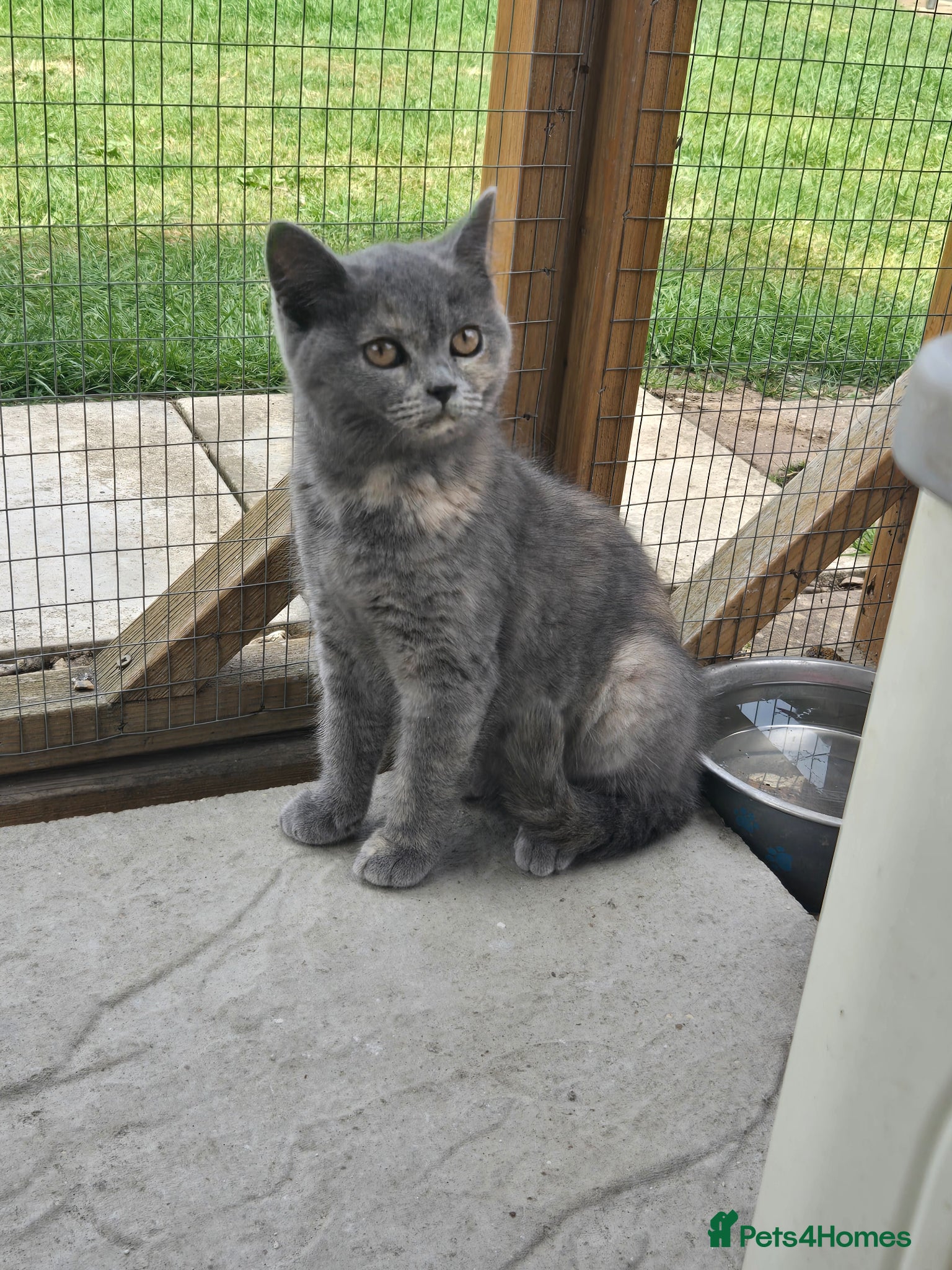 British Shorthair cats ❤️TICA & FULLY VAC❤️ - Advert 3