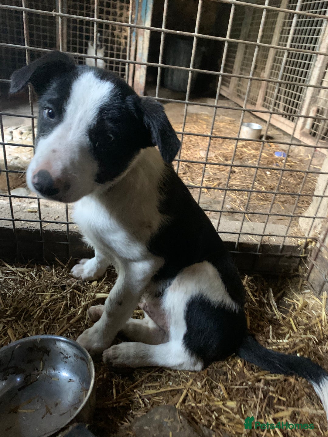 Border Collie dogs for sale: Last puppy left put of litter of 10!  - Image 3