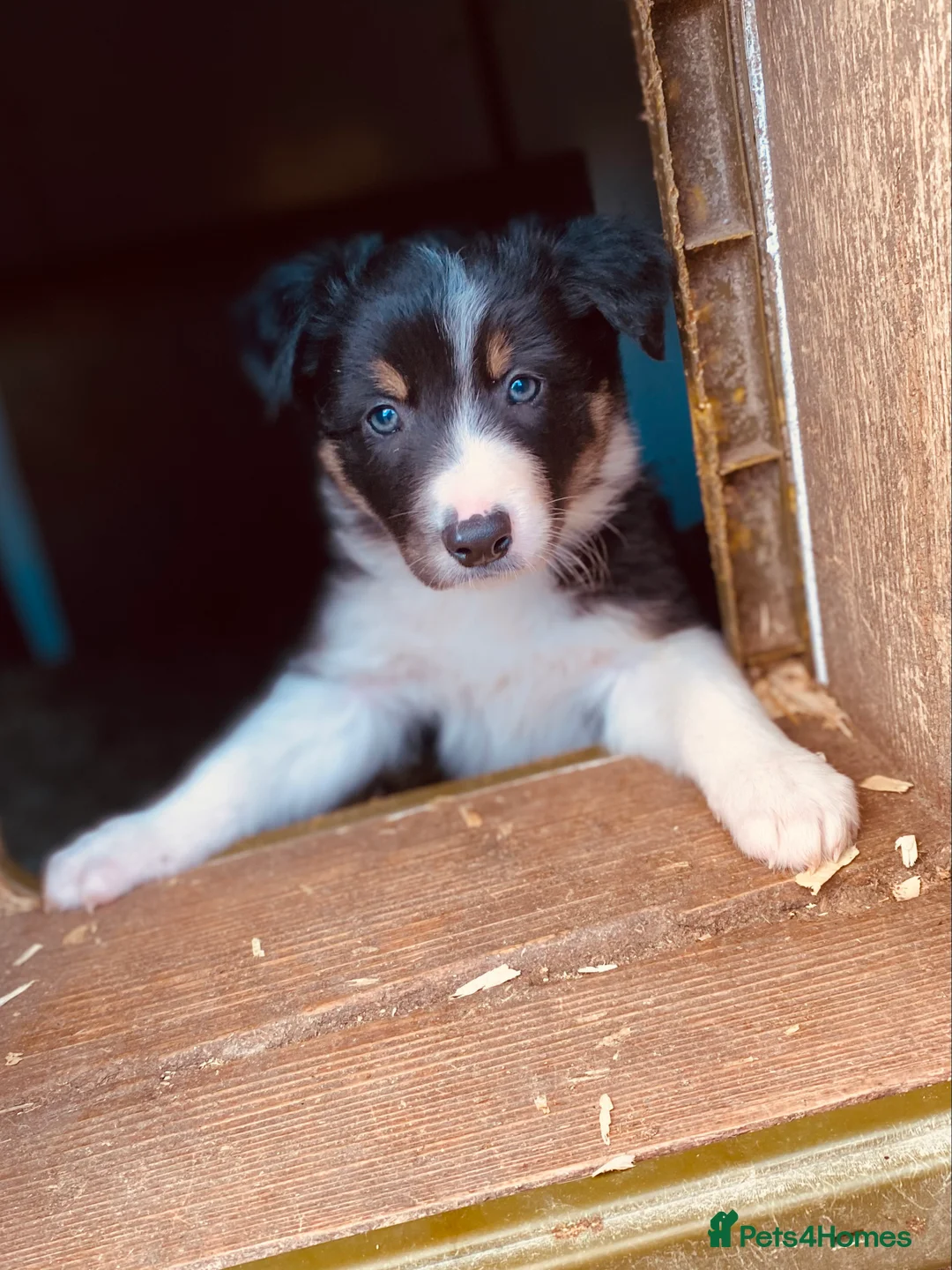 Border Collie dogs for stud: ISDS & KC, well proven, health tested clear stud in Darlington - Advert 8