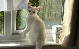 British Shorthair cats for sale: 2 beautiful kittens. Indoor only. Ideal go 2gether - Image 4