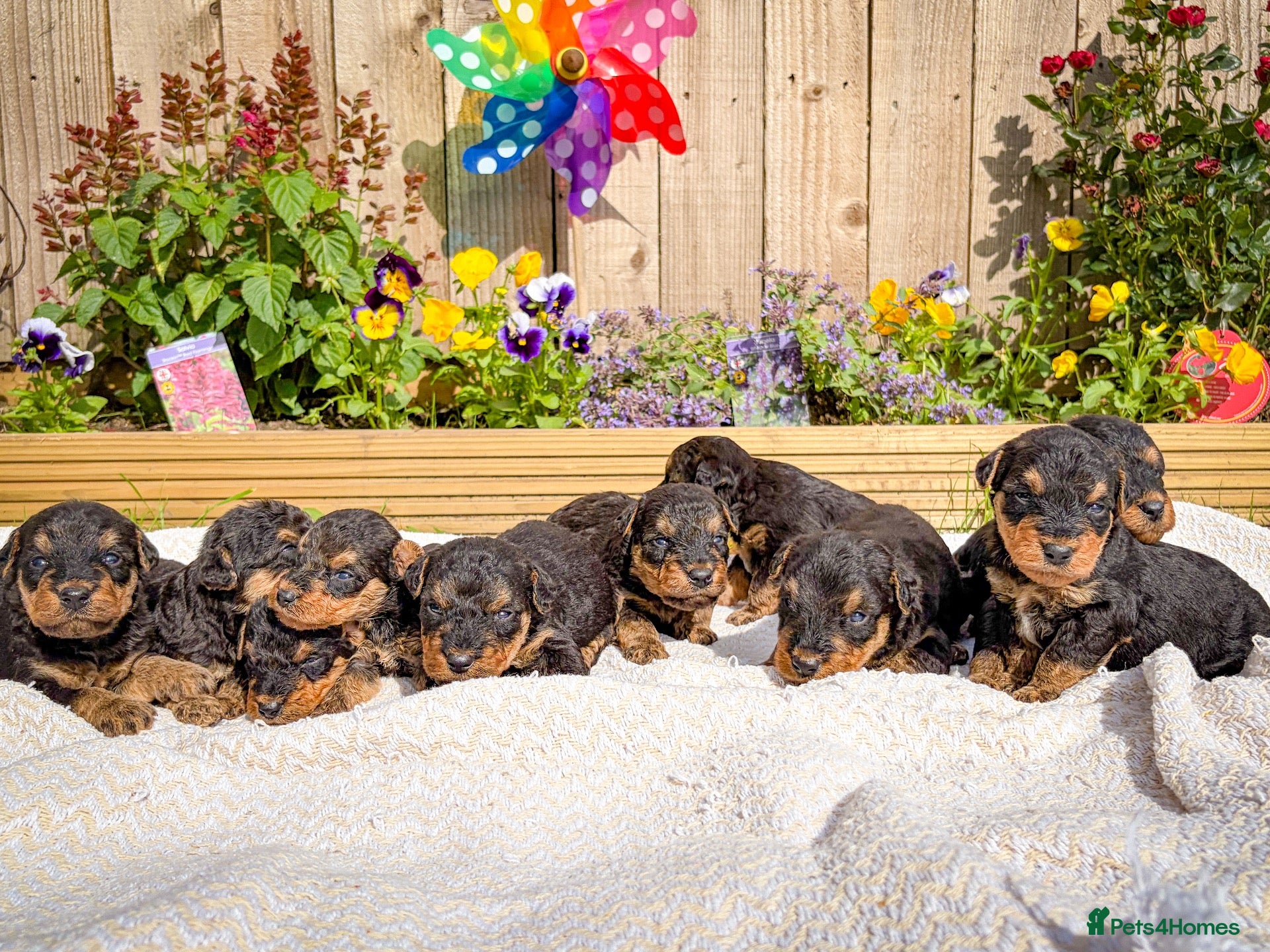 Airedale Terrier dogs 💕 QUALITY FRIENDLY KC AIREDALE TERRIERS 💕 - Advert 1