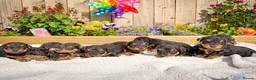 Airedale Terrier dogs for sale: 💕 QUALITY FRIENDLY KC AIREDALE TERRIERS 💕 - Advert 1