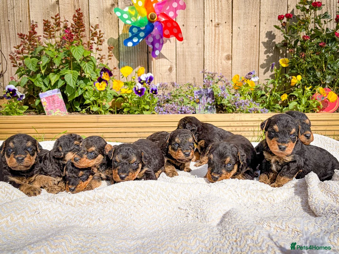 Airedale Terrier dogs for sale: 💕 QUALITY FRIENDLY KC AIREDALE TERRIERS 💕 - Advert 1