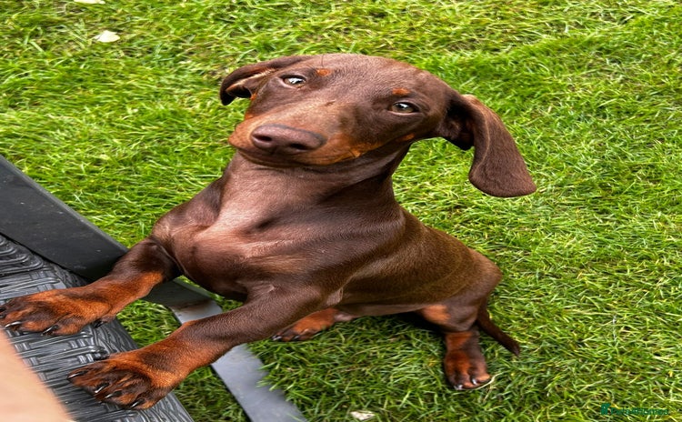 Dachshund dogs - Advert 2