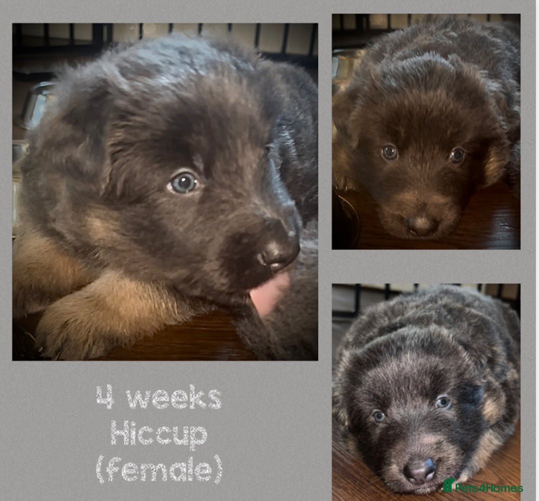 German Shepherd dogs for sale: Blue & Isabella German Shepherd Puppies For Sale  - Image 25