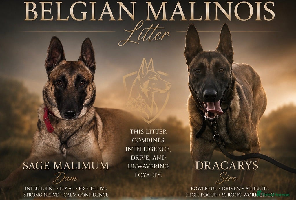 Belgian Shepherd Dog dogs Belgian Malinois litter  - Advert 17