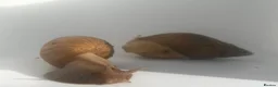 Snails invertebrates for sale: Gaint afican land snails albino and normal  - Advert 4